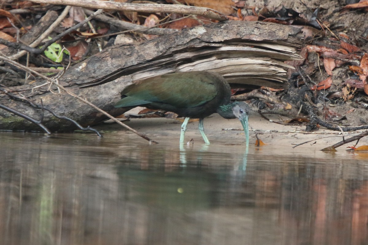 Green Ibis - ML641718284