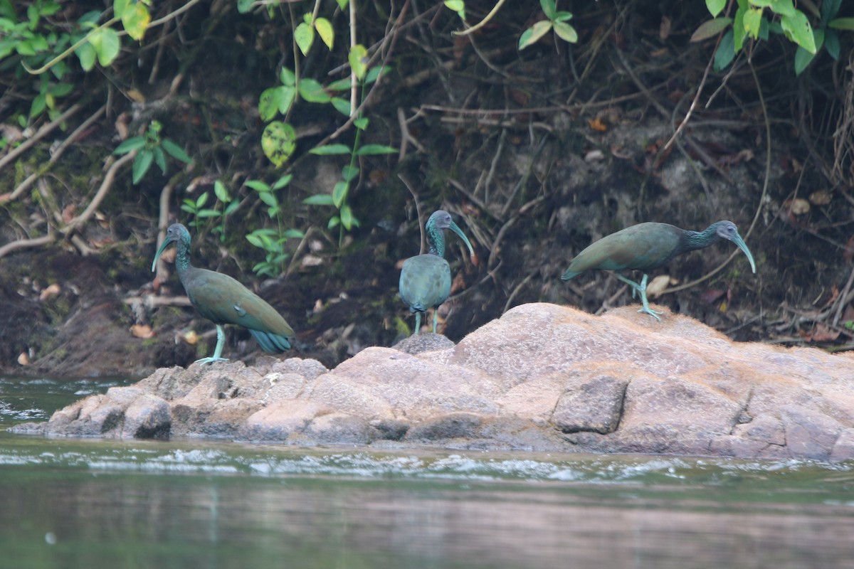 Green Ibis - ML641718285