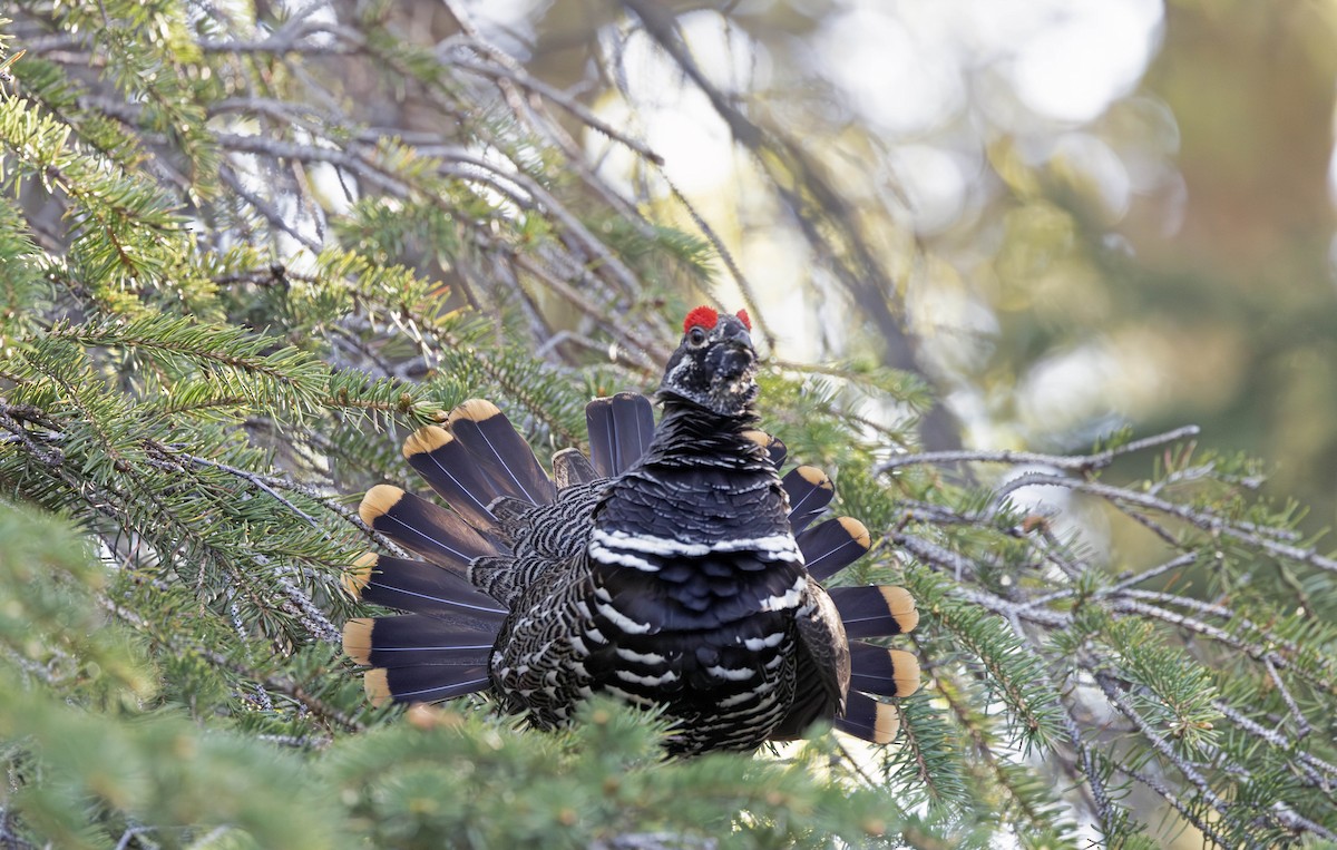 Spruce Grouse - ML641718286
