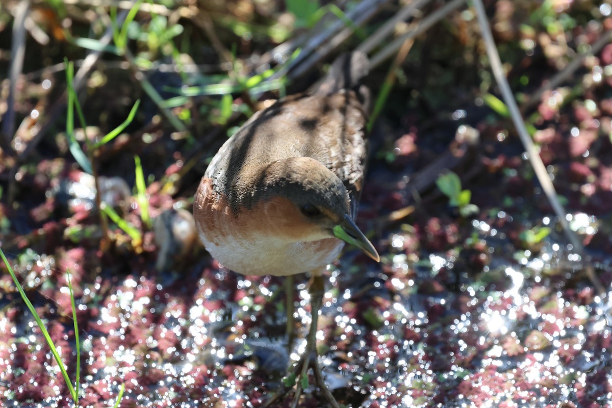 ノドジロコビトクイナ - ML641718287