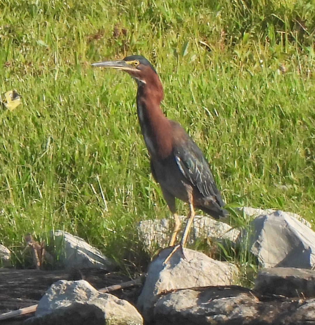Green Heron - ML641718290