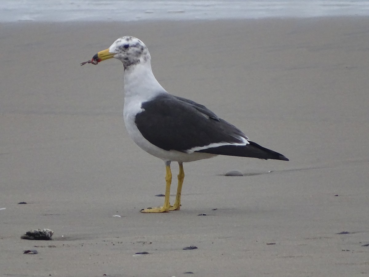 Belcher's Gull - ML641718292