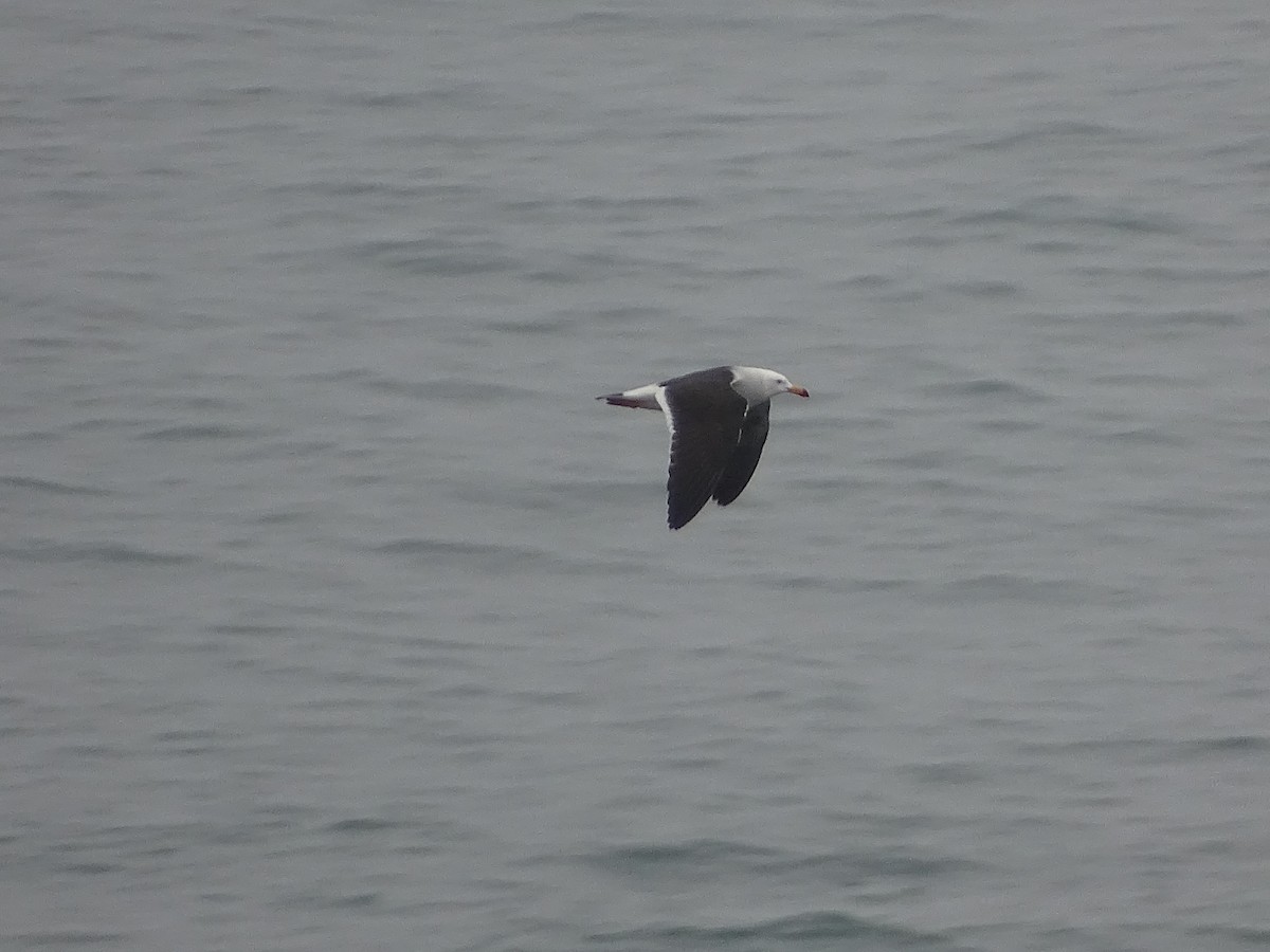 Belcher's Gull - ML641718296
