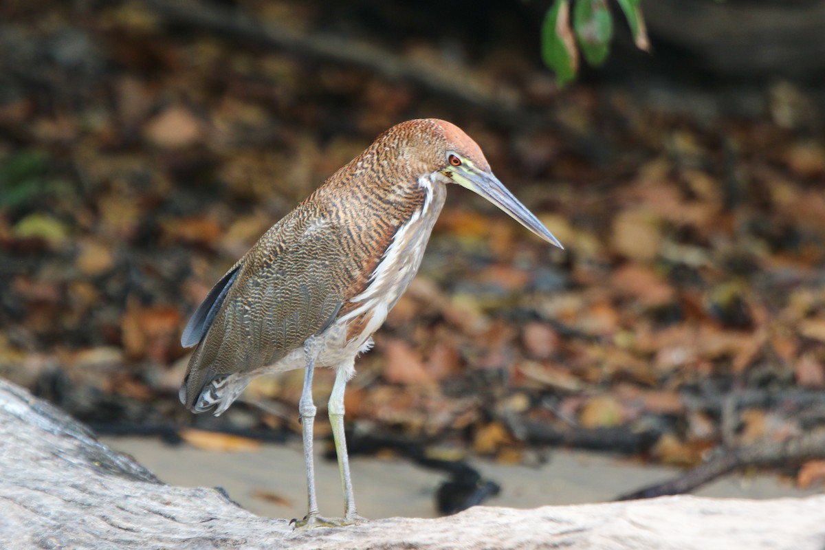 Rufescent Tiger-Heron - ML641718306