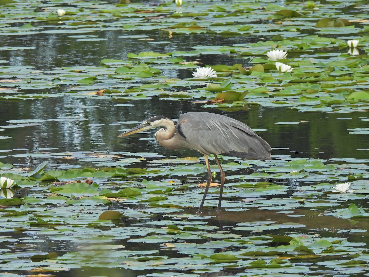 Great Blue Heron - ML641718355