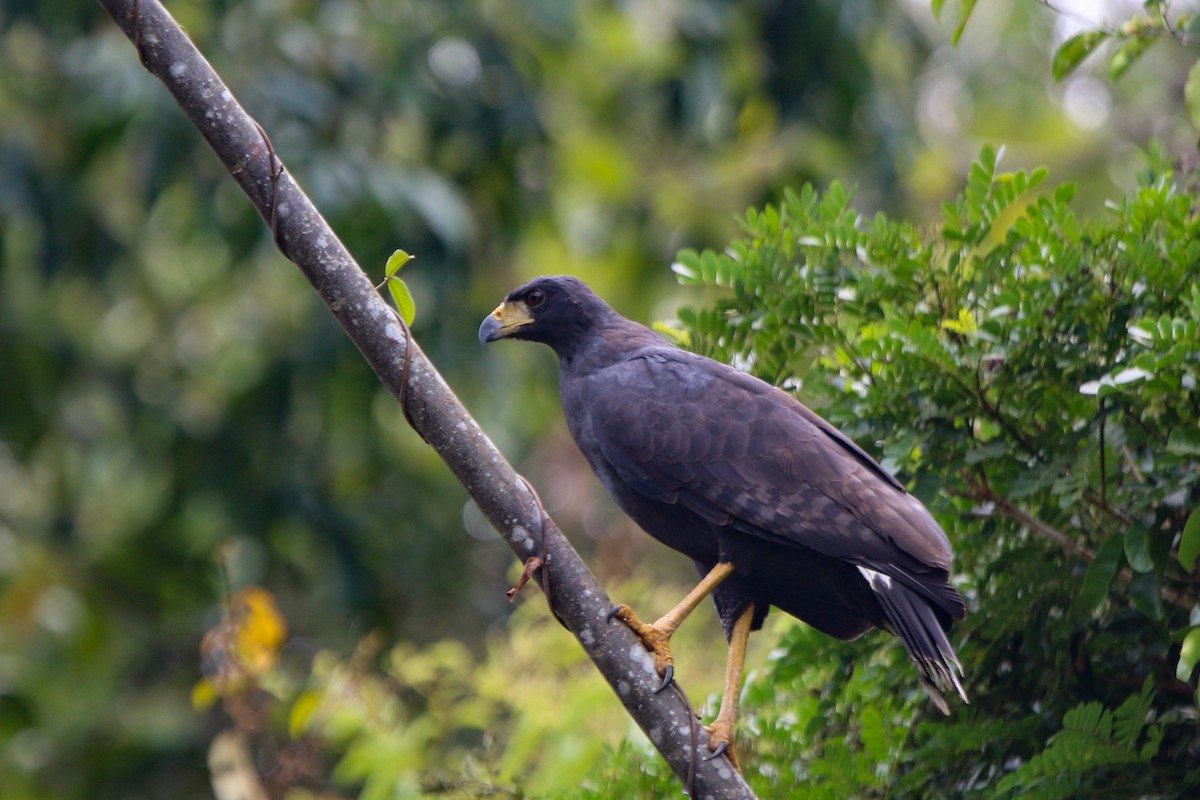 Great Black Hawk (Southern) - ML641718365