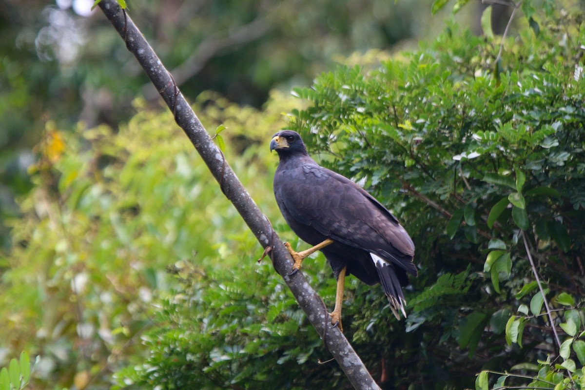 Great Black Hawk (Southern) - ML641718366