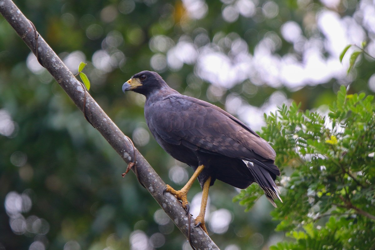 Great Black Hawk (Southern) - ML641718367
