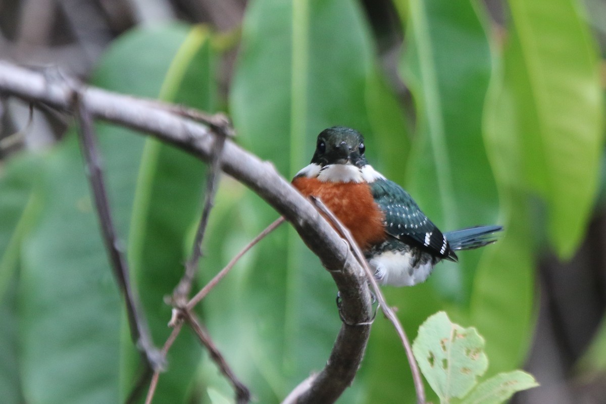 Green Kingfisher - ML641718381