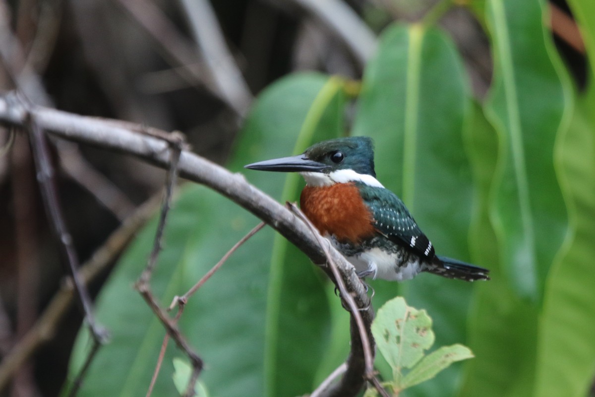 Green Kingfisher - ML641718382