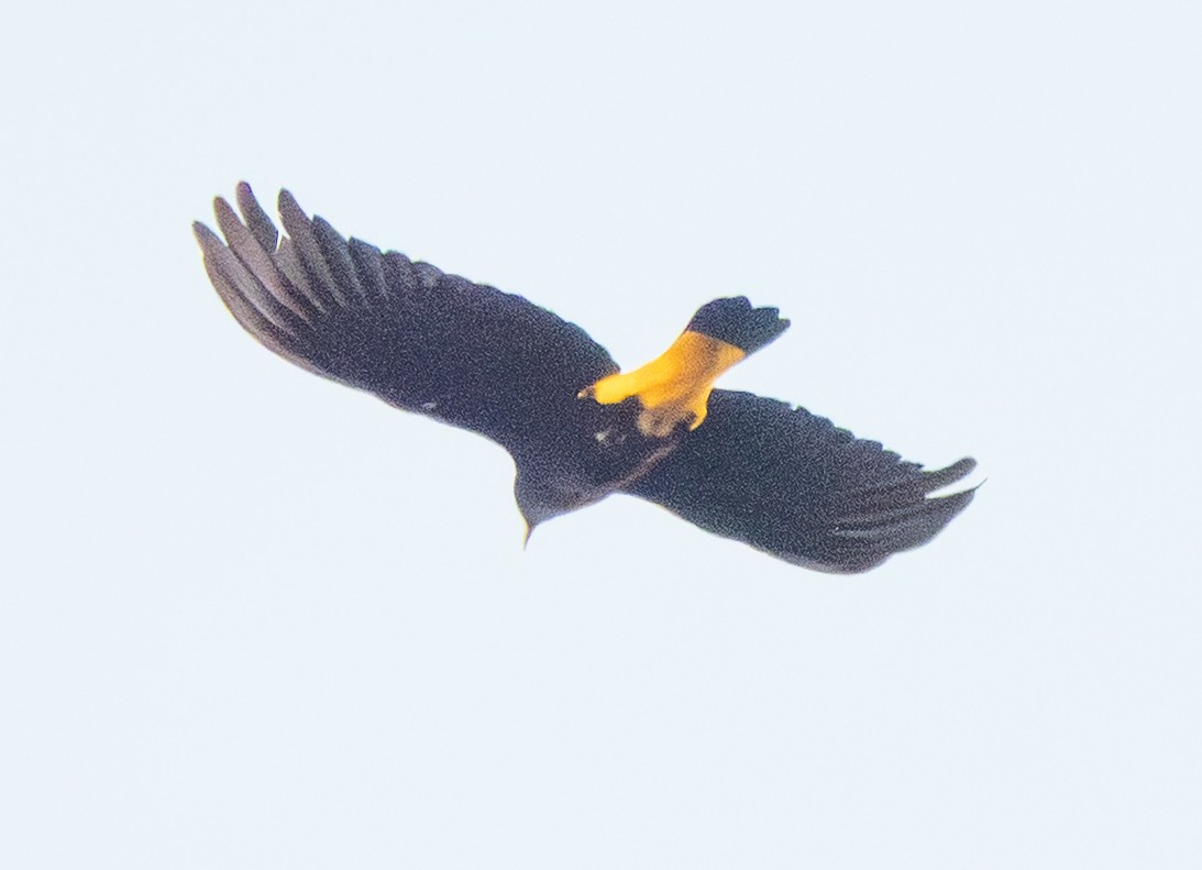 Yellow-rumped Cacique - ML641718393