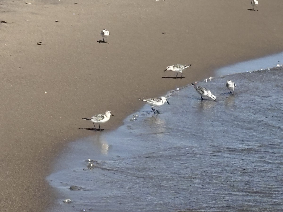 Sanderling - ML641718400