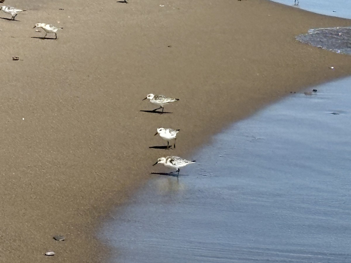 Sanderling - ML641718401