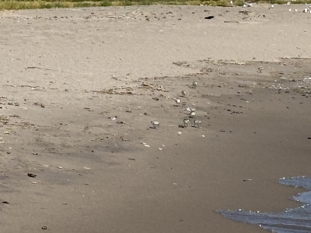 Sanderling - ML641718402