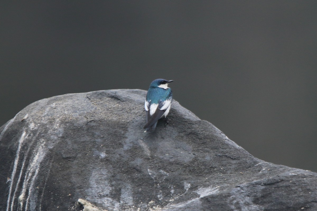 White-winged Swallow - ML641718404