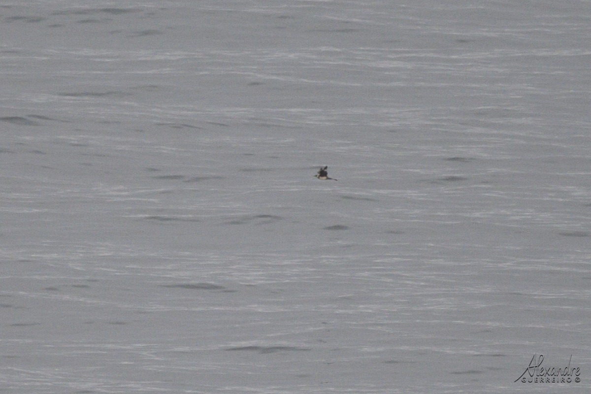 Бэсрэг хайлгана - ML641718406