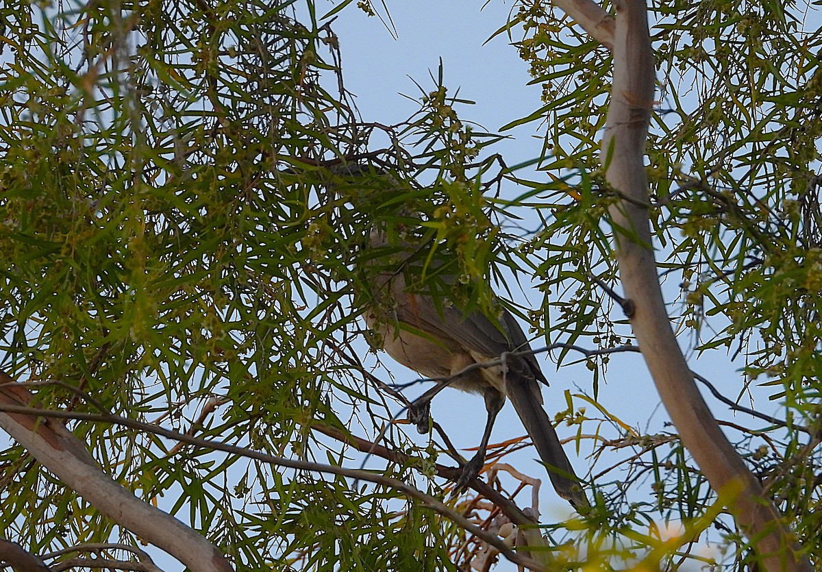 Helmeted Friarbird - ML641718414