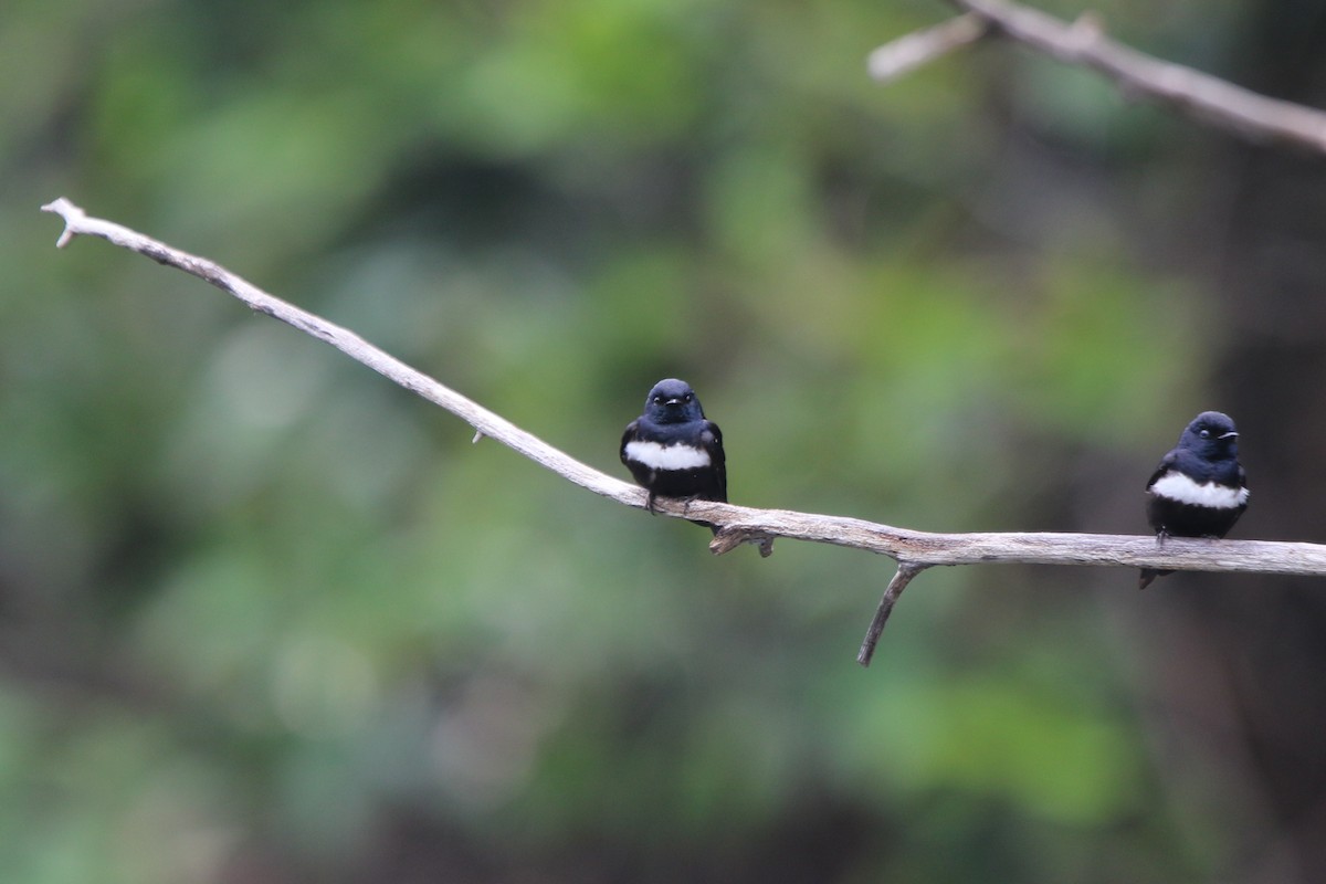 White-banded Swallow - ML641718417
