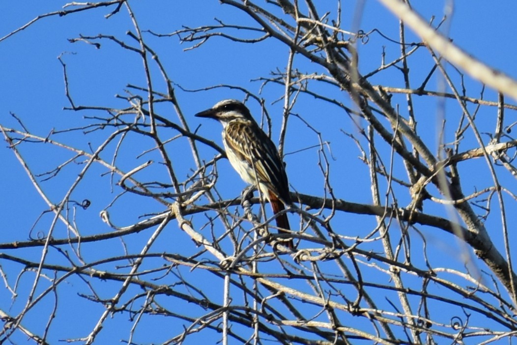 Streaked Flycatcher - ML641718425