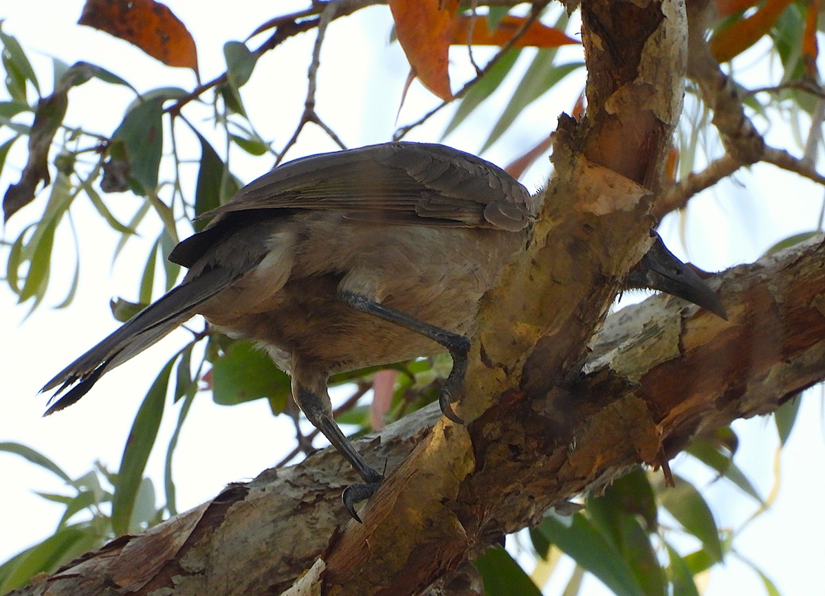 Helmeted Friarbird - ML641718426