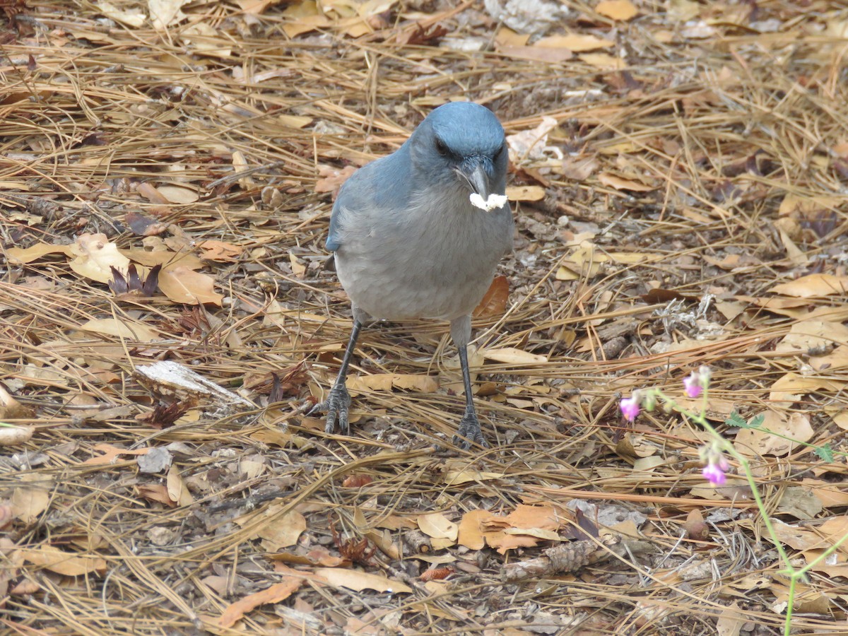 Mexican Jay - ML641718427