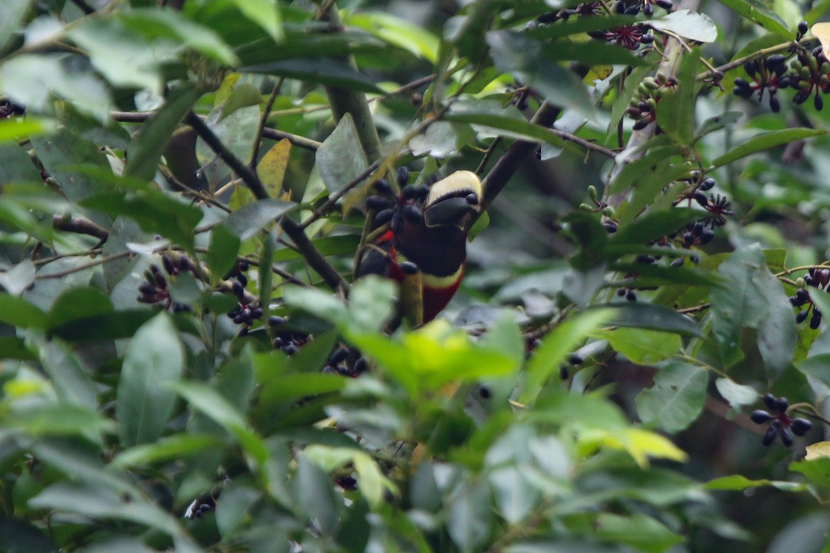 Red-necked Aracari (Western) - ML641718430
