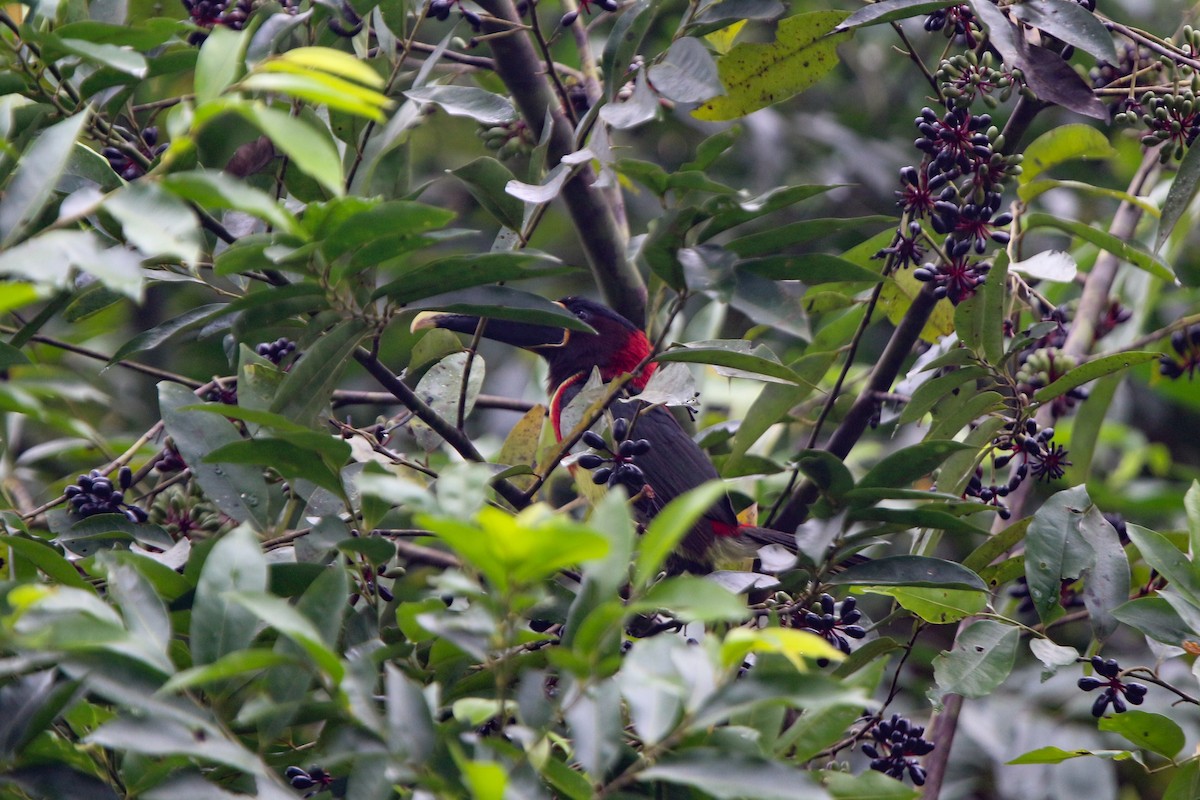 Red-necked Aracari (Western) - ML641718431
