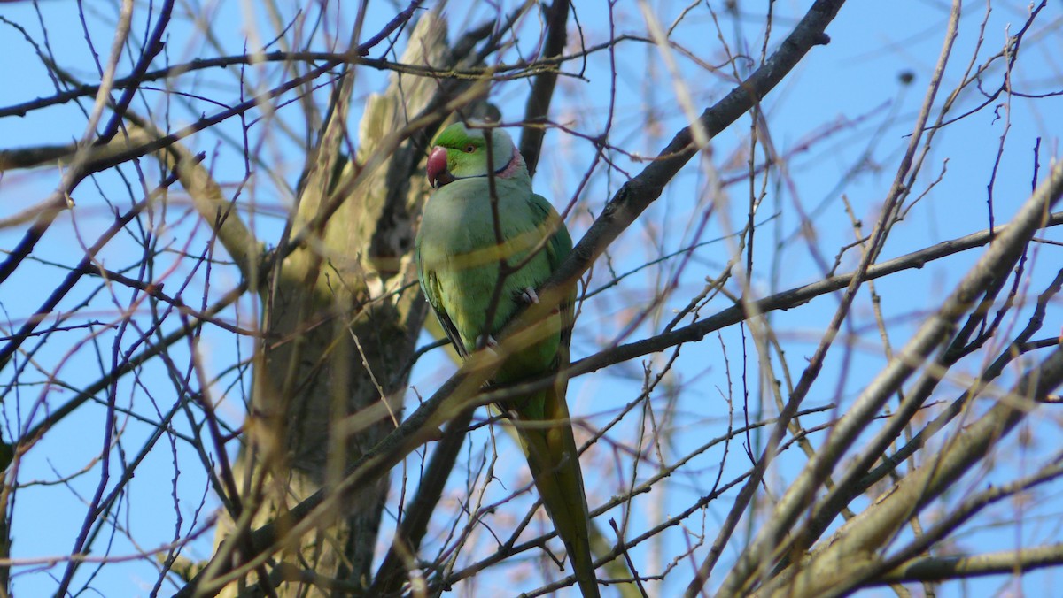 Rose-ringed Parakeet - ML641718440