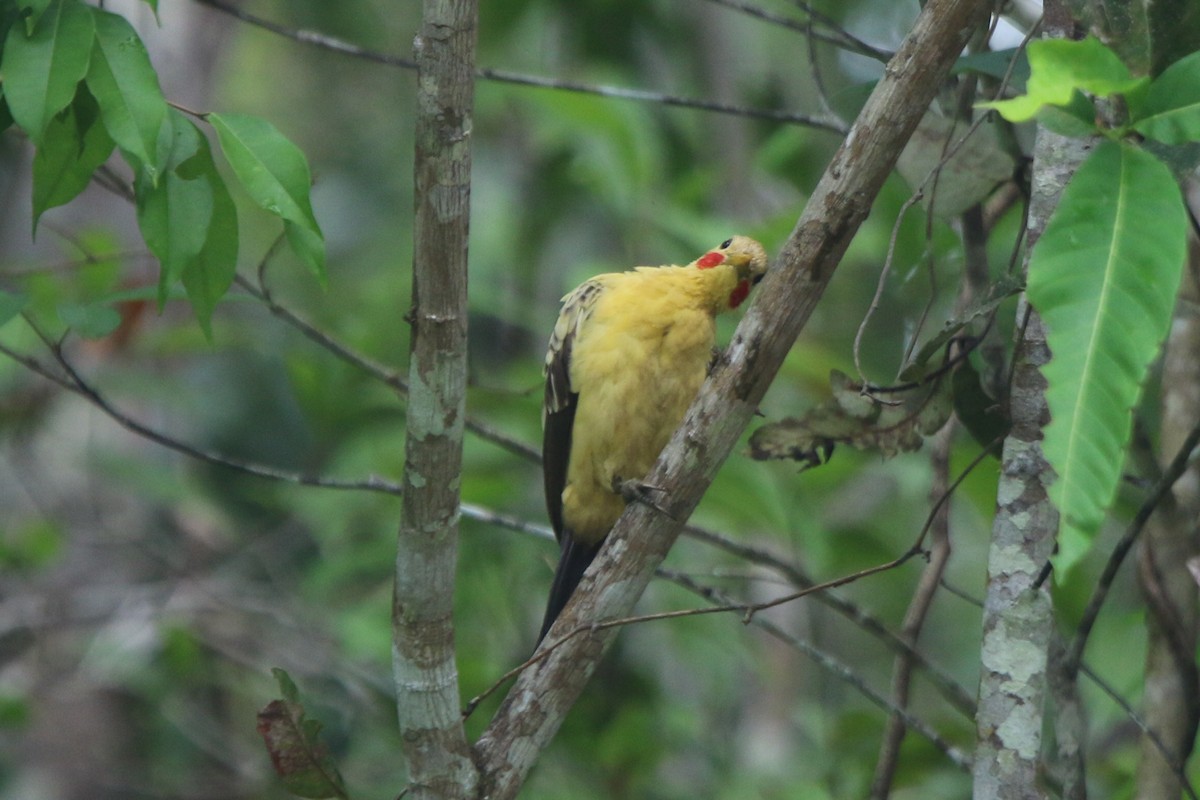 Cream-colored Woodpecker - ML641718445