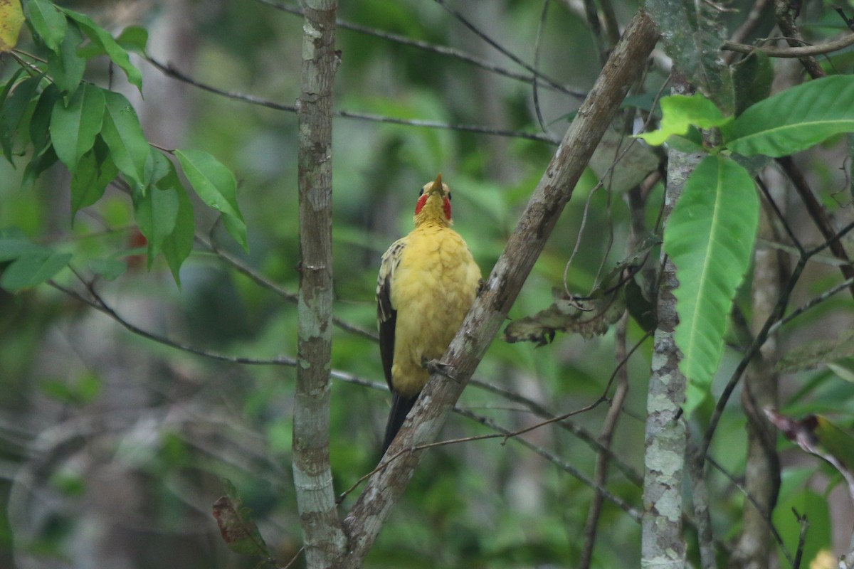 Cream-colored Woodpecker - ML641718446