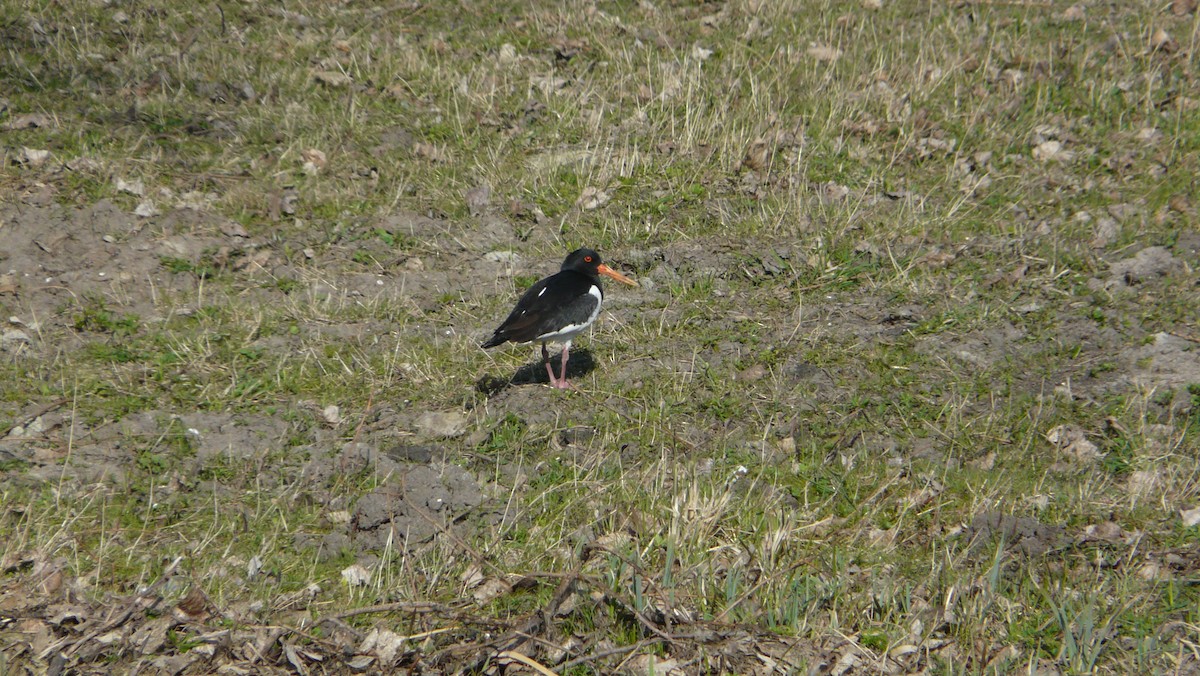Eurasian Oystercatcher - ML641718448