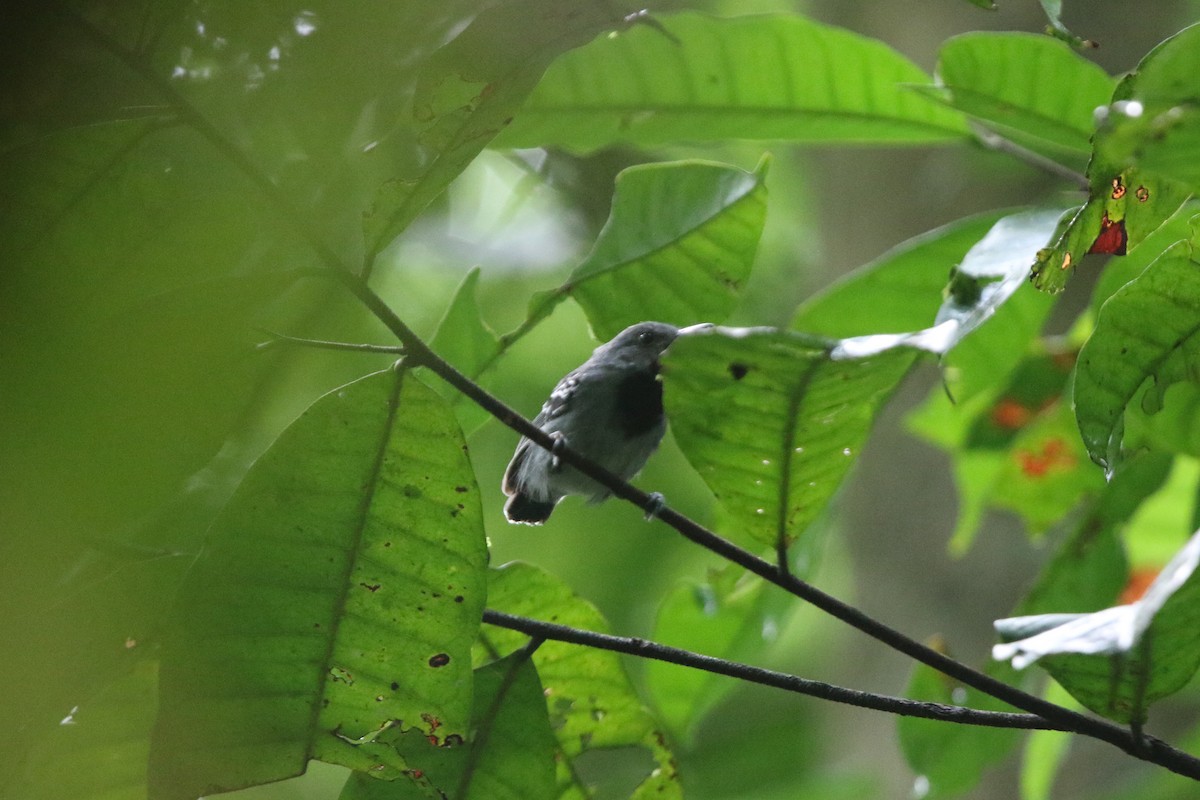 Long-winged Antwren - ML641718470