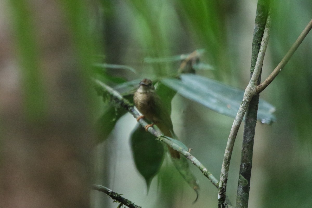Tropical Royal Flycatcher (Amazonian) - ML641718487