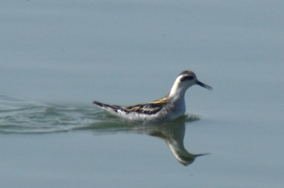 Red-necked Phalarope - ML641718489