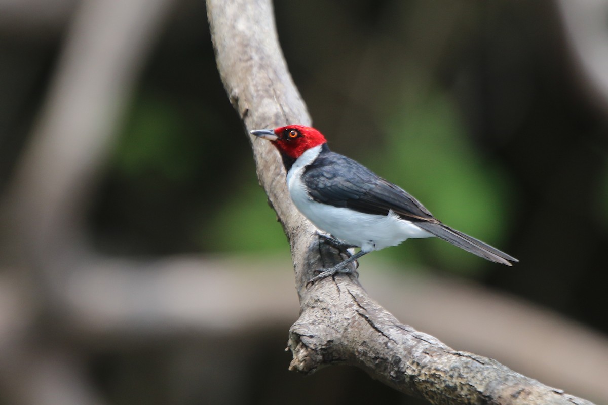 Red-capped Cardinal - ML641718499