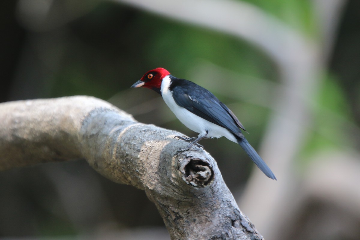Red-capped Cardinal - ML641718501