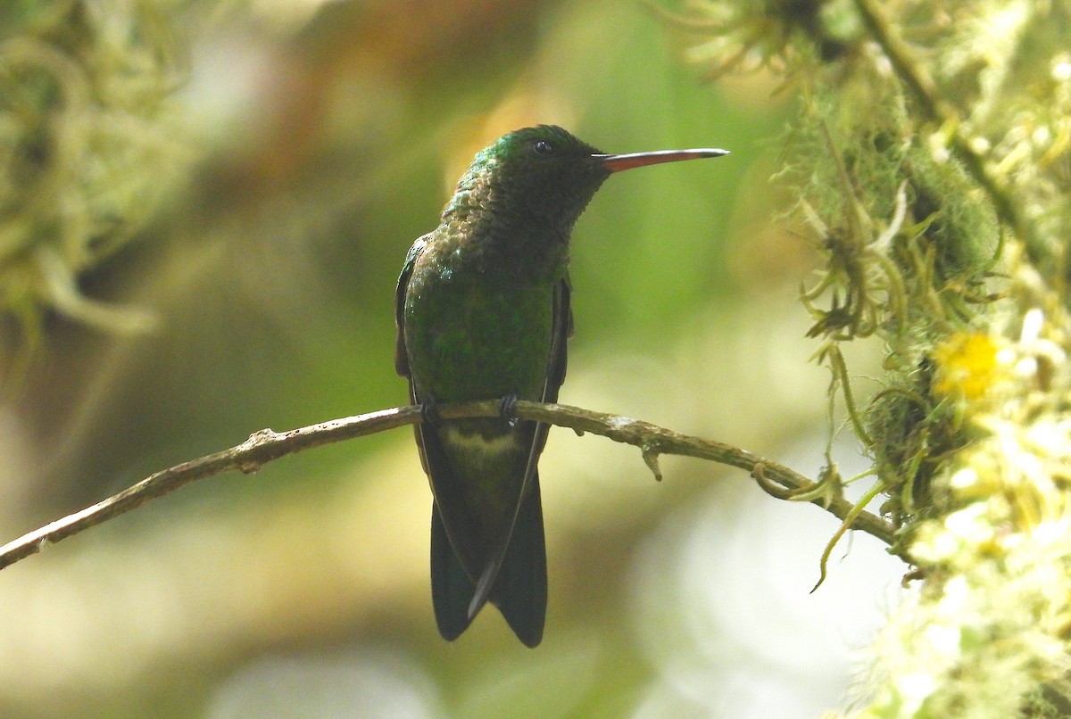 Copper-rumped Hummingbird - ML641718520