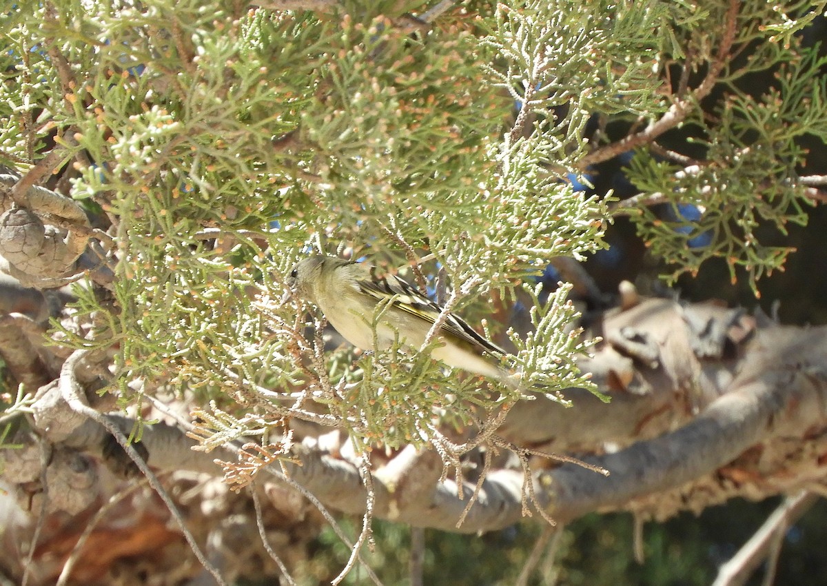 Hooded Siskin - ML641718530