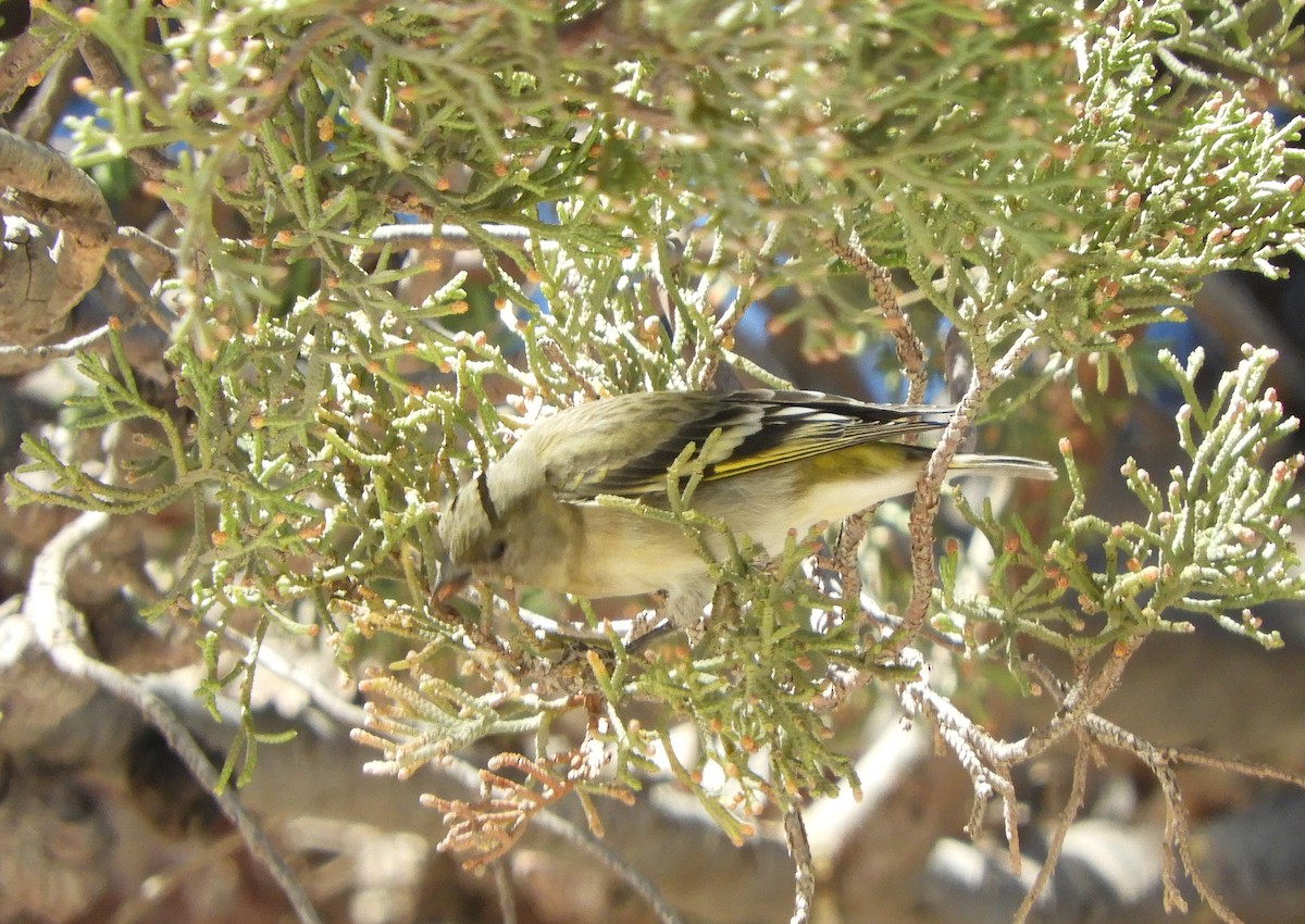 Hooded Siskin - ML641718531