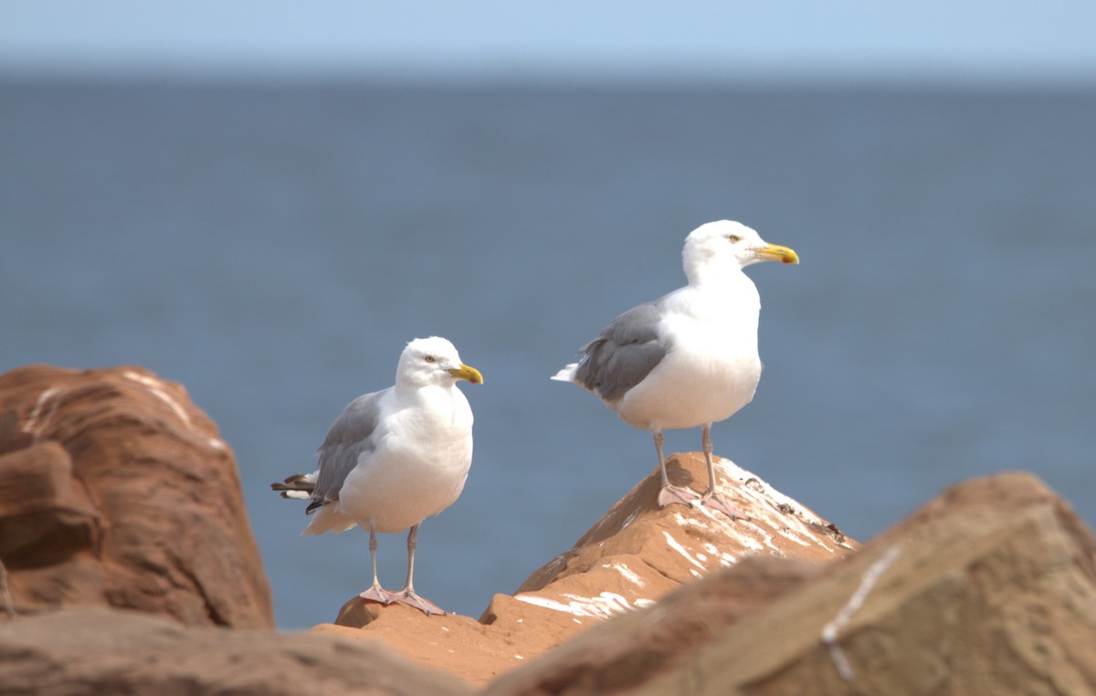 American Herring Gull - ML641718552