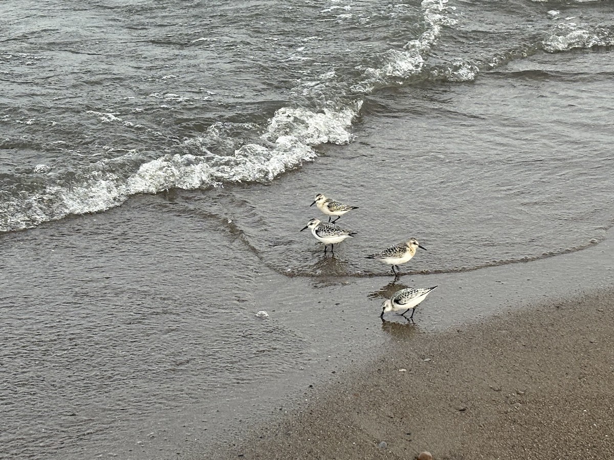 Sanderling - ML641718553