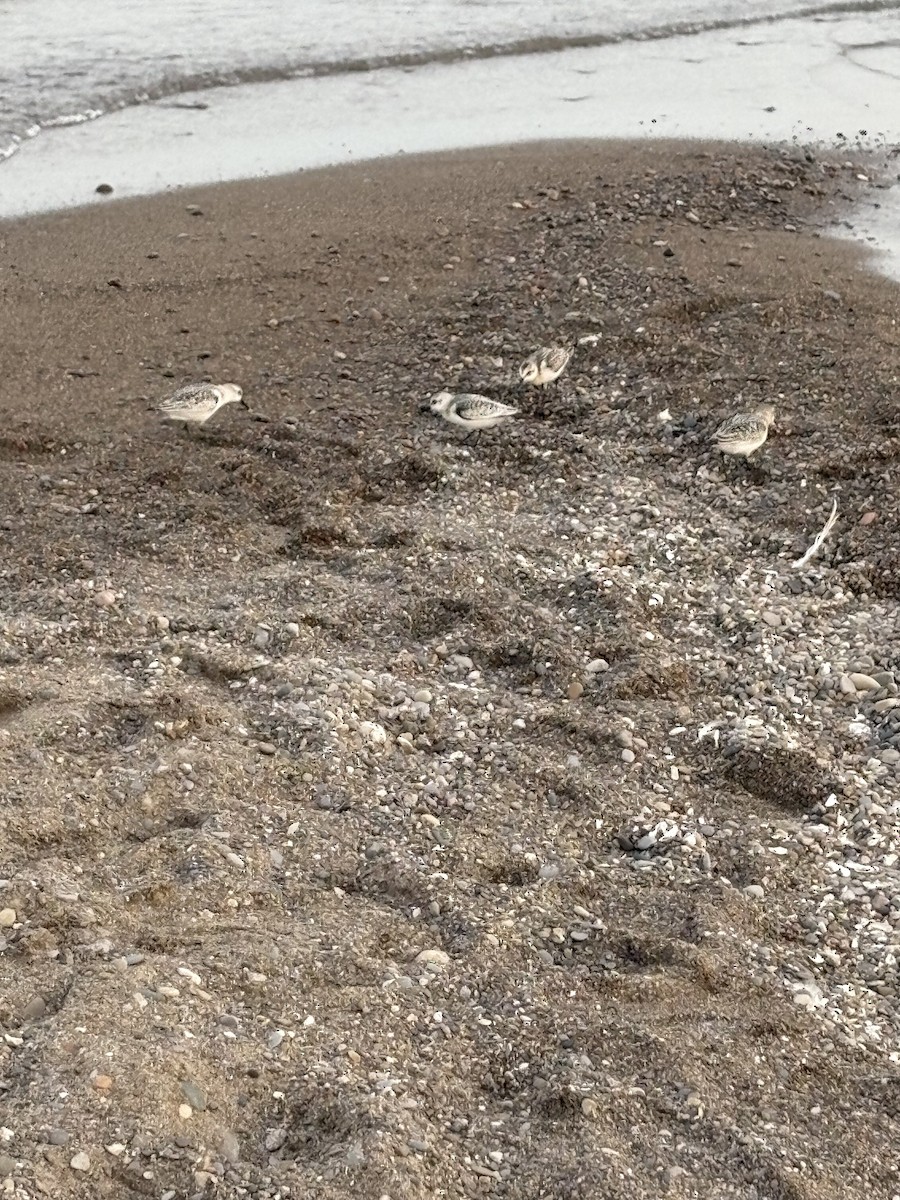 Sanderling - ML641718554