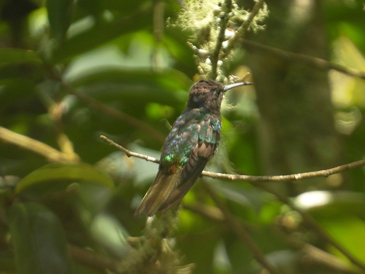 Golden-tailed Sapphire - ML641718558