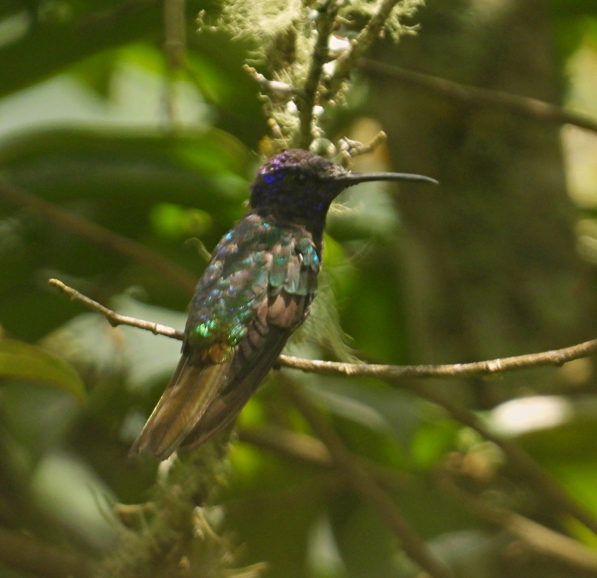 Golden-tailed Sapphire - ML641718559