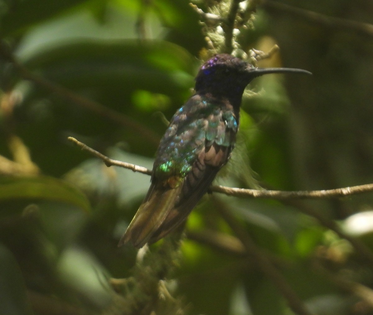 Golden-tailed Sapphire - ML641718562