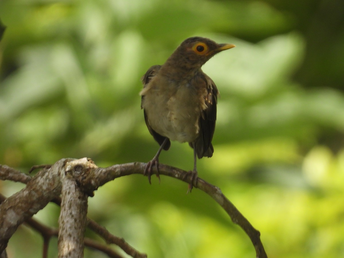 Spectacled Thrush - ML641718571