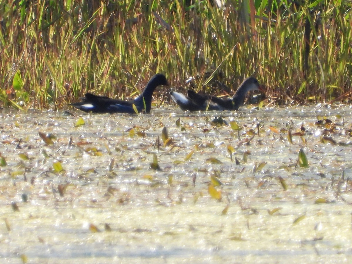 Common Gallinule - ML641718580