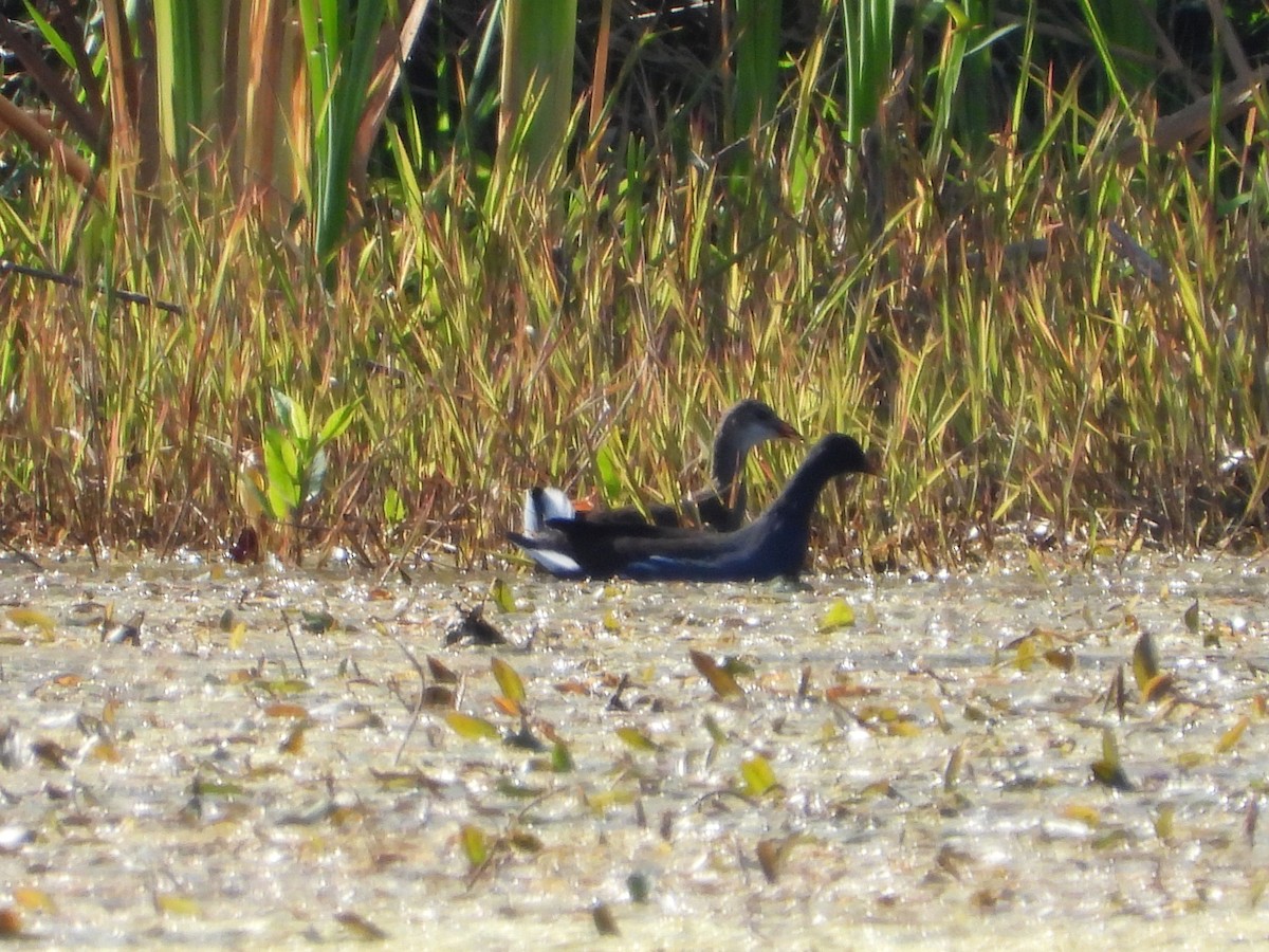 Common Gallinule - ML641718582