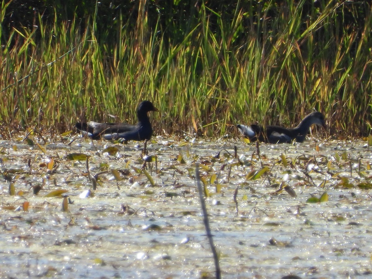 Common Gallinule - ML641718583