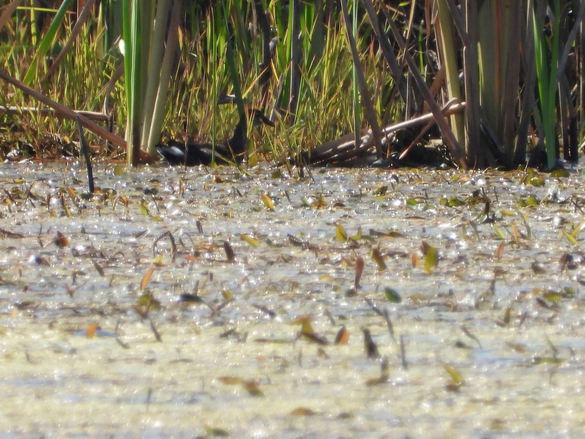 Common Gallinule - ML641718584